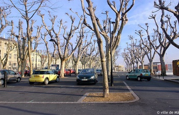 Mâcon : des arbres malades abattus en centre-ville et sur l'esplanade