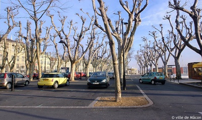 Mâcon : des arbres malades abattus en centre-ville et sur l'esplanade